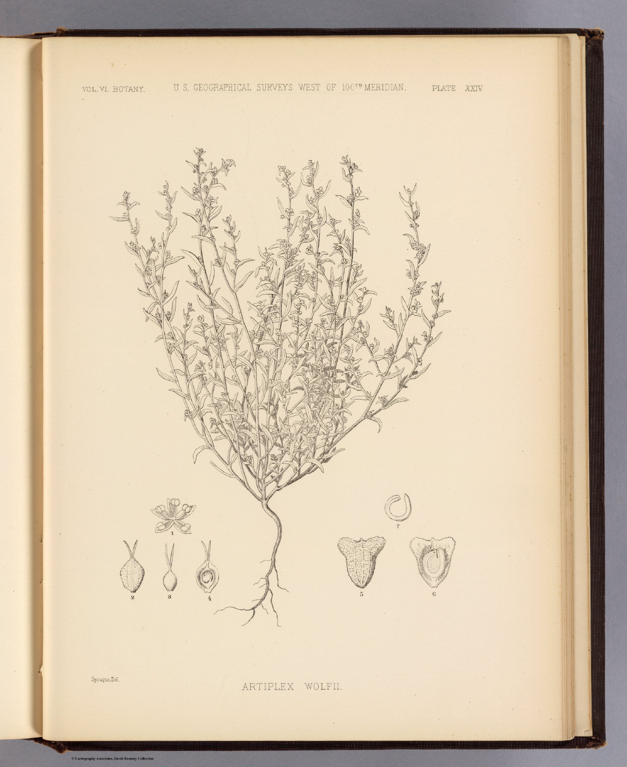 XXIV. Atriplex wolfii. - David Rumsey Historical Map Collection