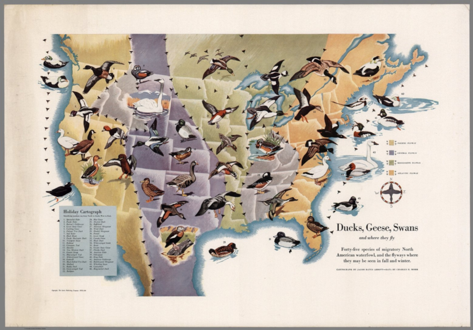 Ducks Geese Swans And Where They Fly Forty Five Species Of Migratory North American David Rumsey Historical Map Collection
