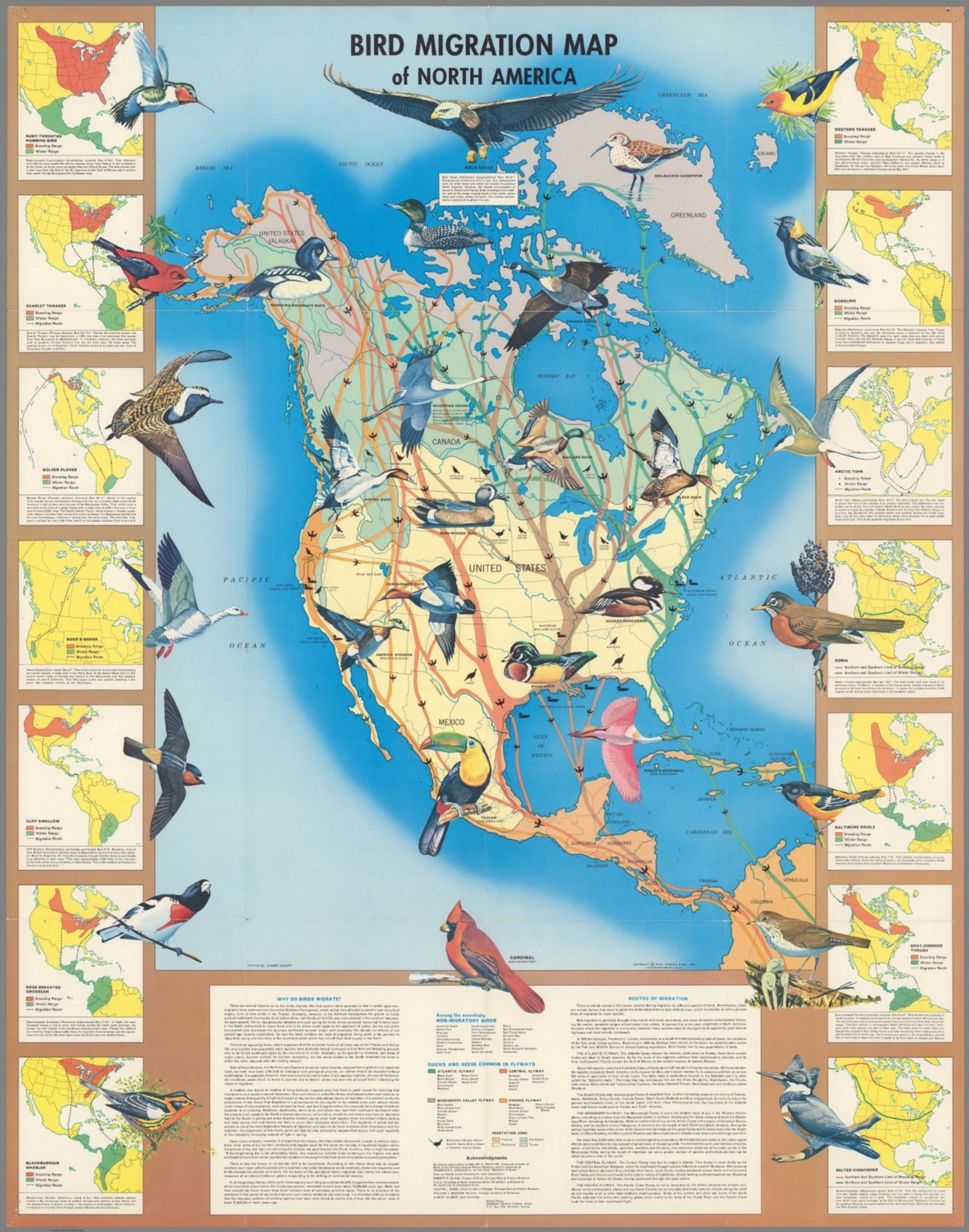 Bird Migration Map Of North America Curtis Wright Maps - Vrogue
