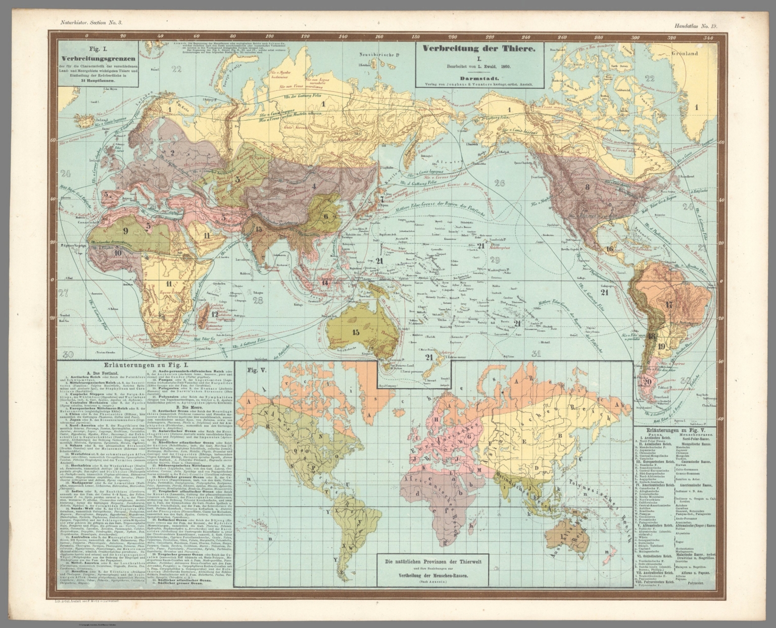 No. 19. Verbreitung der Thiere. I. - David Rumsey Historical Map Collection